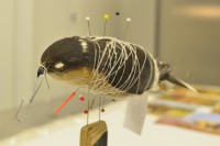 /album/fotogalerie/pod-3685-jpg/